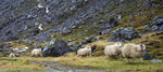 Sheep-on-the-run_9487