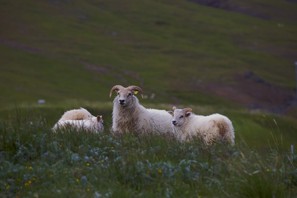 Sheep in the Meadow