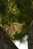 Vumbura Leopard