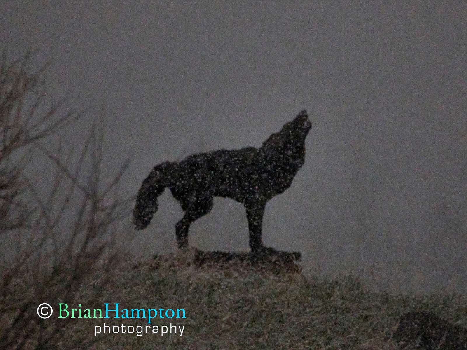 Wolf-in-a-snowstorm_5472