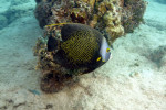 Yellow Speckled Angelfish