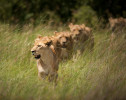 Lioness Five on the Hunt