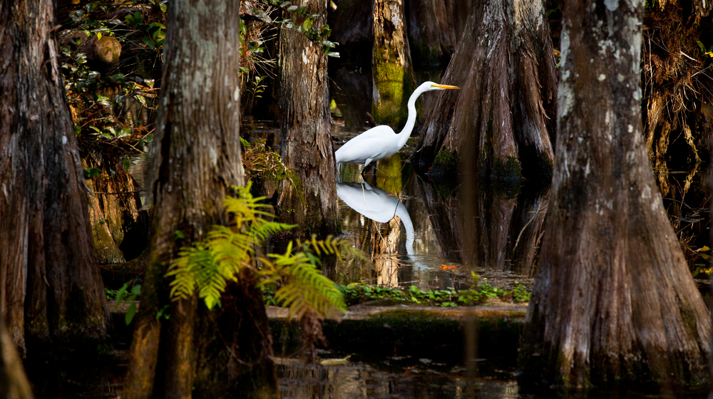 Swamp Egret