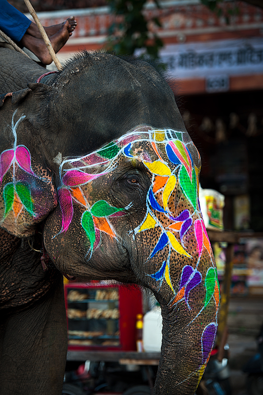 Decorative drawings on the elephants are used for tourist elephant rides to fort Amber from the main entrance. 