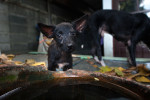 A puppy approaches the pot with fresh water provided by volunteers of the Dog Nation Team in Dong Muaeng.