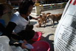 Volunteers of the Dog Nation Team feed street dogs in the premisses of the flooded temple in Dong Muaeng area.