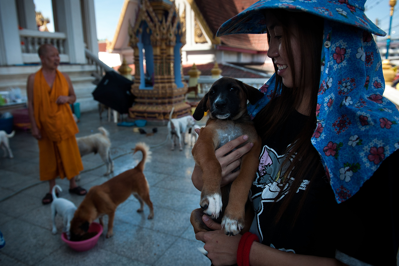 A volunteer of the Dog Nation Team holds a dog in the premisses of the flooded temple in Dong Muaeng area.