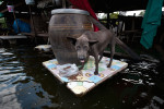 A dog stands on the makeshift floating platform in Dong Muaeng area.