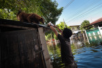 A volunteer of the Dog Nation Team feeds a street dog on the rooftop of the flooded house in Dong Muaeng area