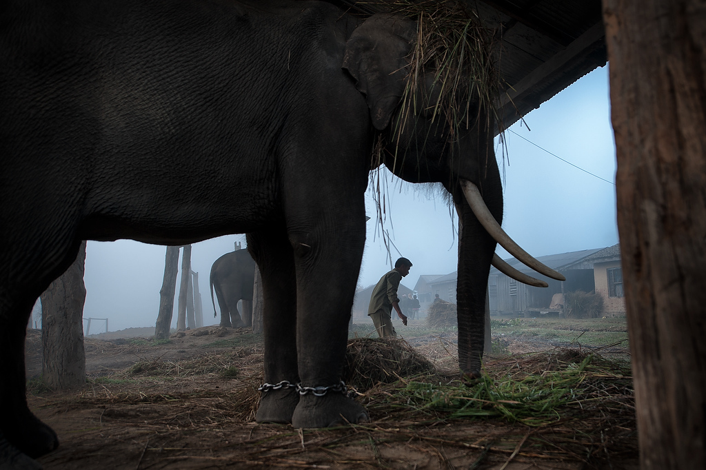 Buddhi Chowdhary (26) prepares his elephant for safari.