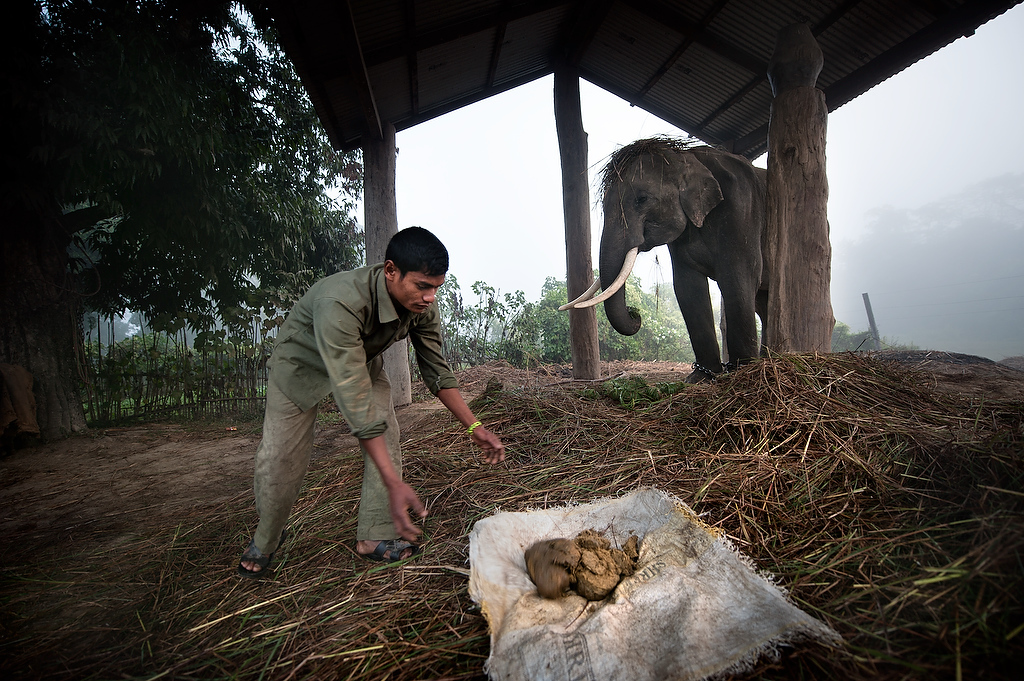 Buddhi Chowdhary (26) collects manure of his elephant Bahadurgaj, an 19 years old male elephant born in captivity. 