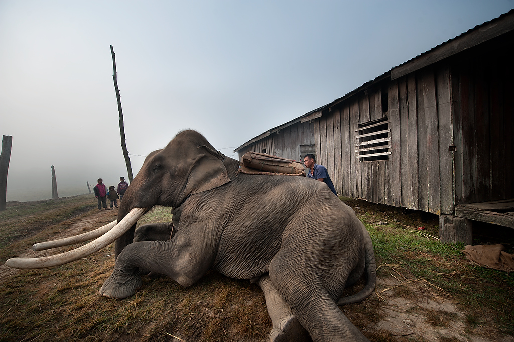 An 19 years old male elephant Bahadurga sits while his handler puts a saddle on his back.
