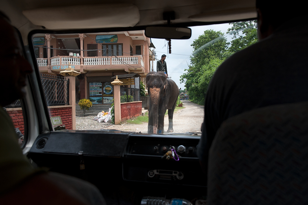 Mahout guides his elephant towards the stable.
