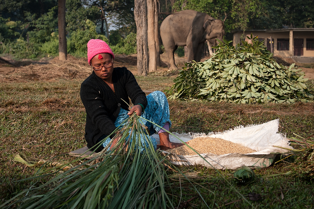 Mahout Meena Mahato prepares food for her elephant.