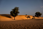 Camels walk past the sand dune in wadi Badha in Tkamkamt oasis.