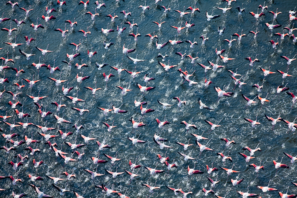 Flamingos Taking Flight, Rosolina, Italy, 2009 (090929-0336)