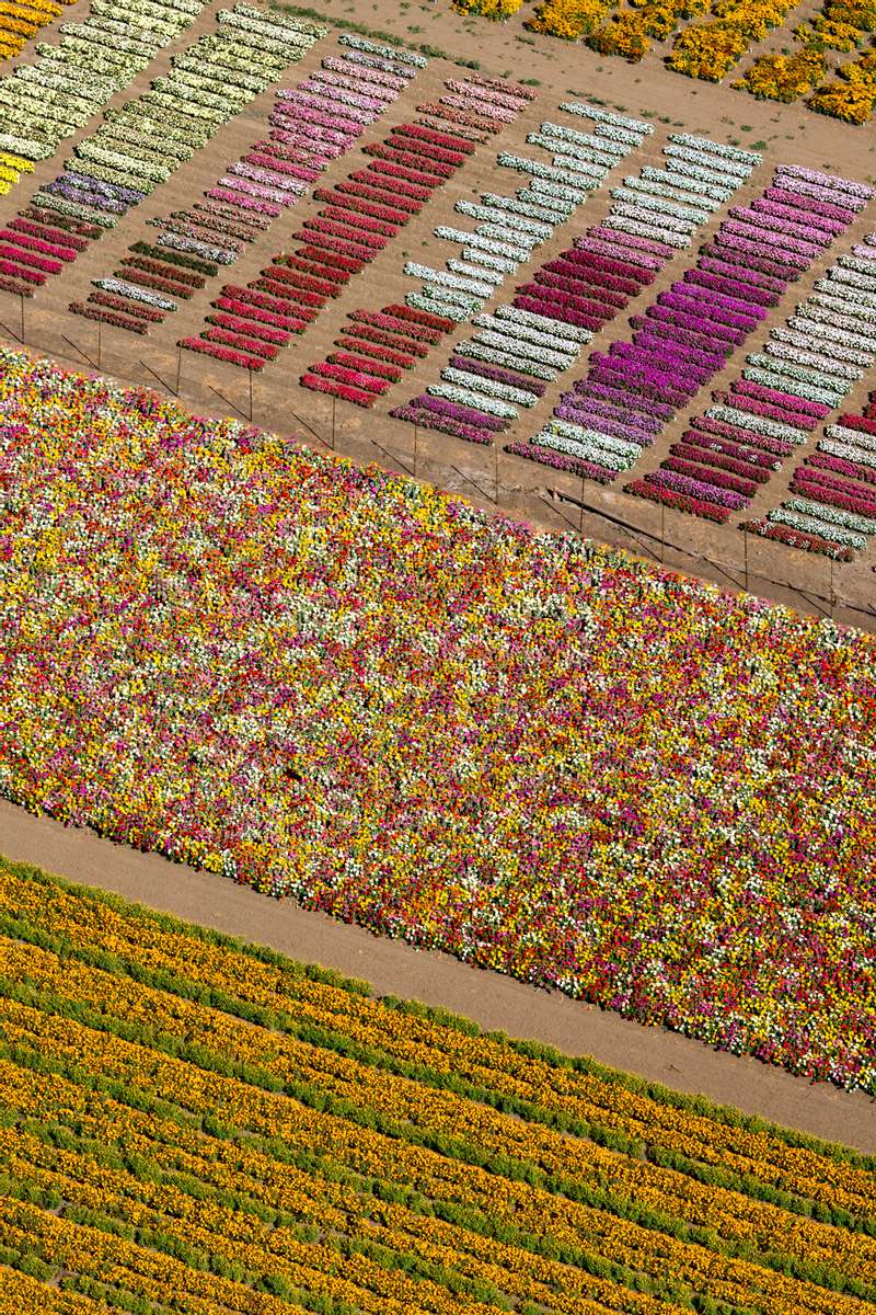 Flower Fields, Lompoc, CA 2013
