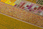 Flower Fields, Lompoc, CA 2013 (130825-0291)