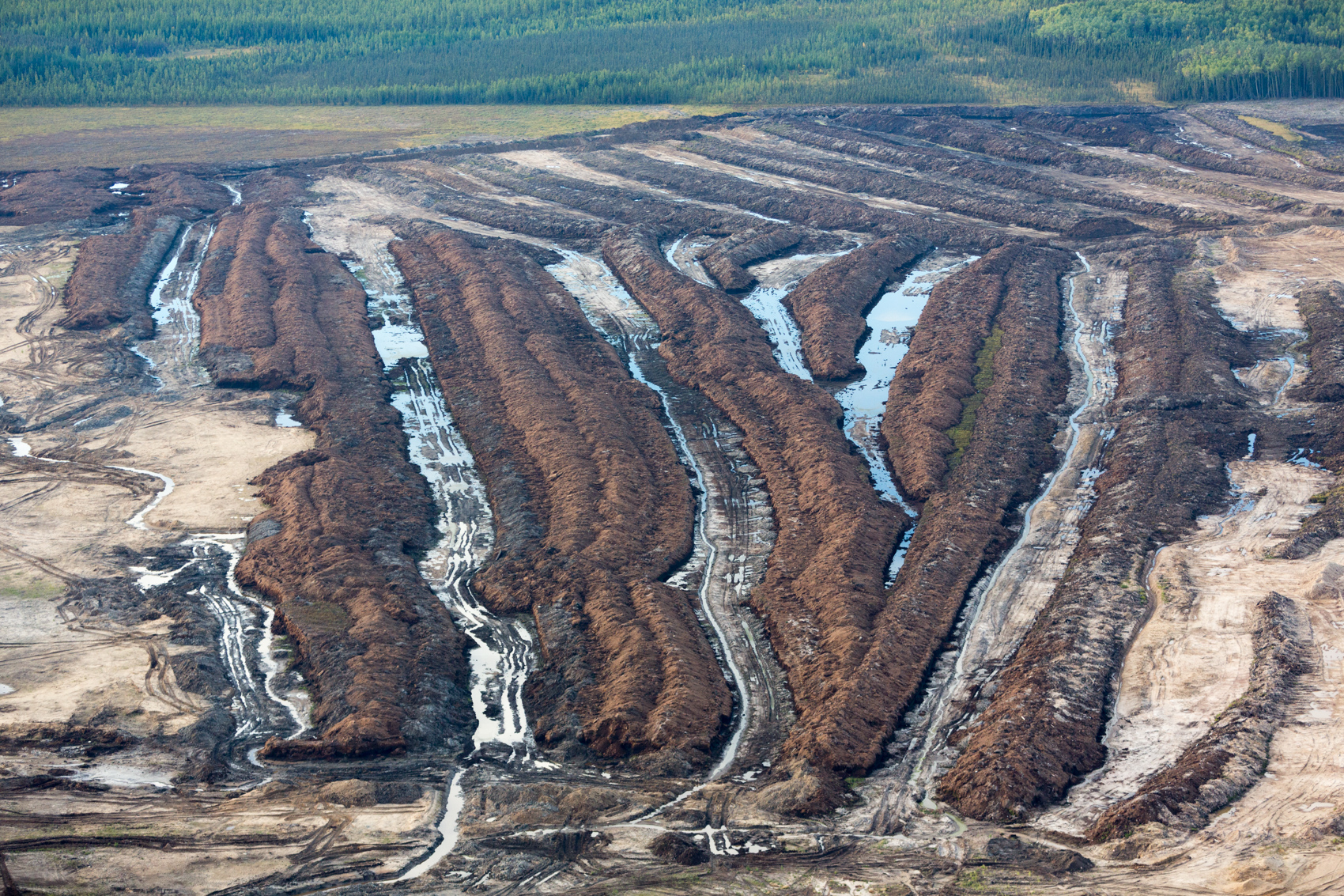 Muskeg, A Peat-Like, Moisture-Rich Soil, Must be Dewatered Before Open Pit Mining Can Begin, Alberta, Canada 2014