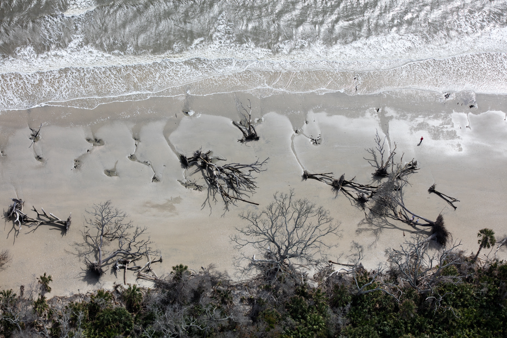 Erosion and saltwater intrusion into this maritime forest on Edisto Island, South Carolina have created a “boneyard” of trees that have toppled into the surf and bleached in the sun and salt.