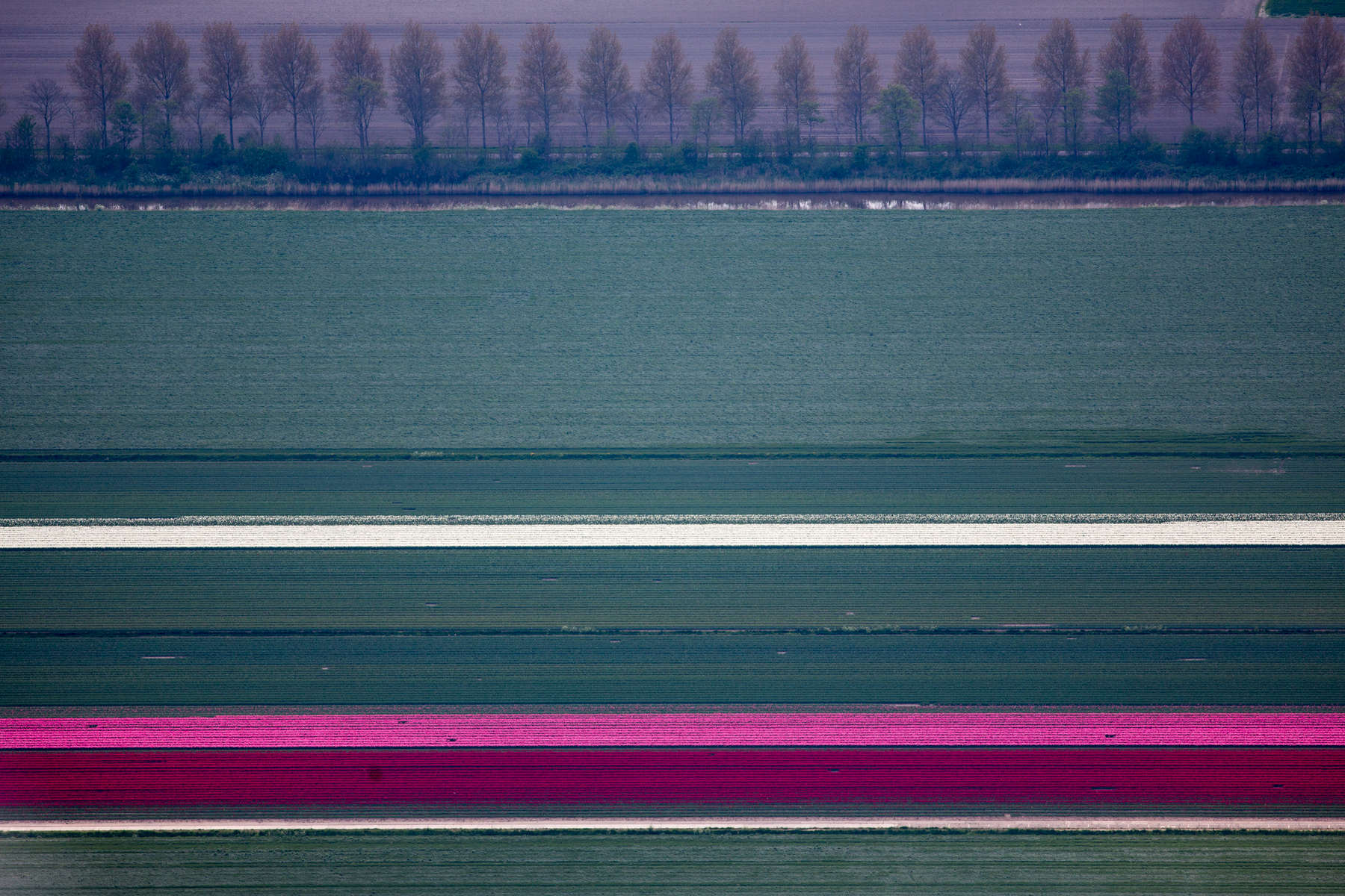 Tulip Bands, Wieringerwerf, Netherlands 2015 (150510-0349)