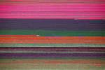 Fields of Color, Netherlands 2015 (150502-0201)