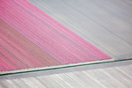 Pink Tulip Strips, Netherlands 2015 (150510-0094)Prices and availability are subject to change without notice.