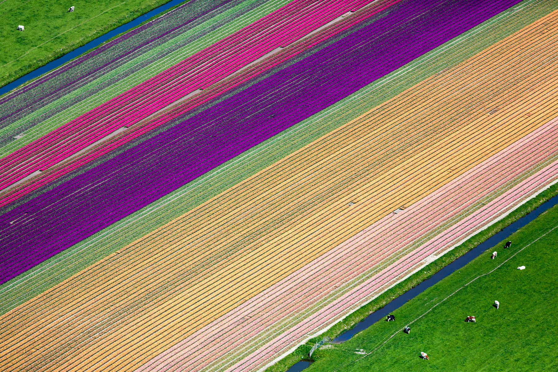 Tulip Farming, Hoorn, Netherlands 2015 (150502-0600)