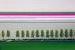 Tulip and Tree Rows, Creil, Netherlands 2015 (150510-0191)