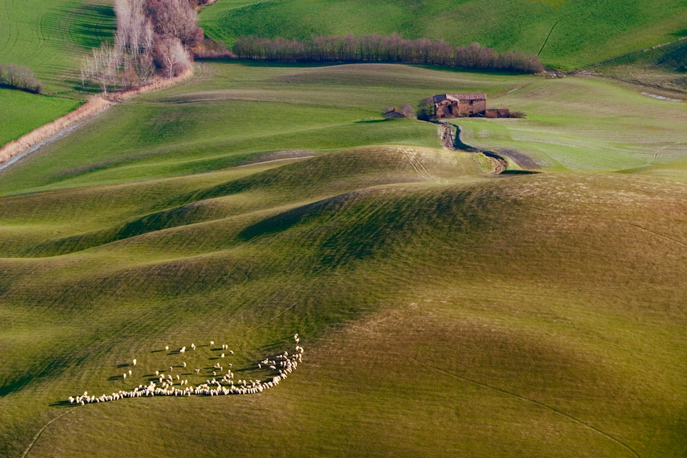 SHEEP FIELD SOUTH OF PIENZA, ITALYPienza, Italy