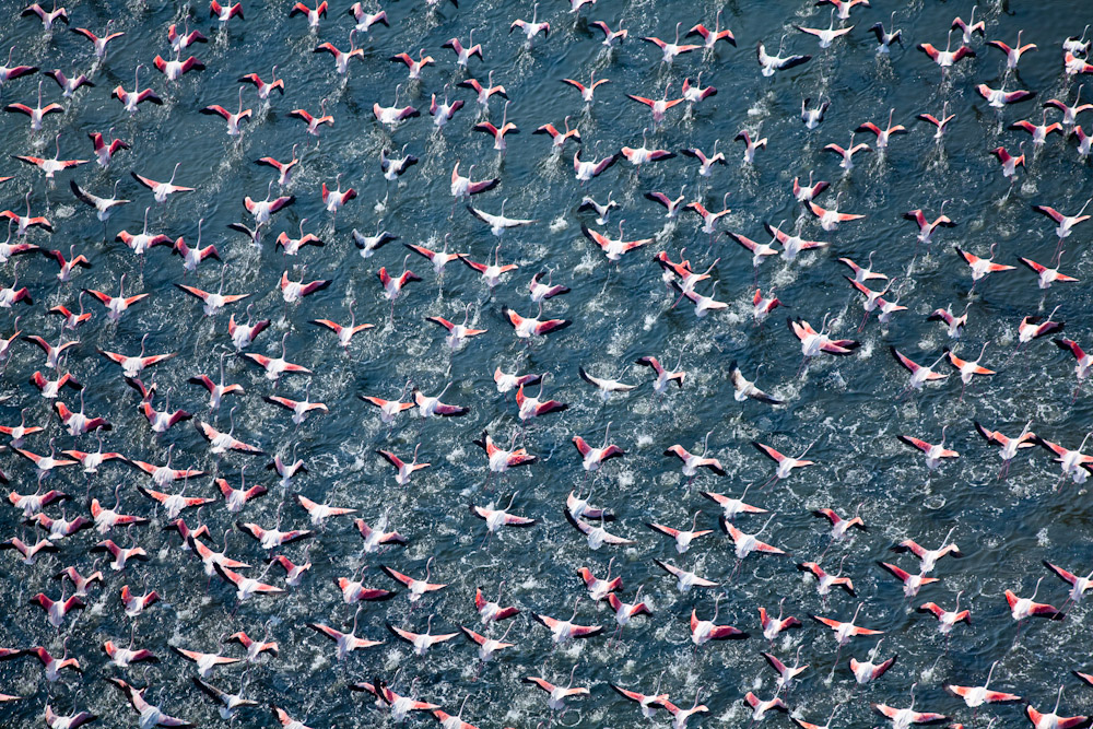 Flamingos Taking FlightRosolina, Italy 2009Digital Capture, Ref #: 090929-0336