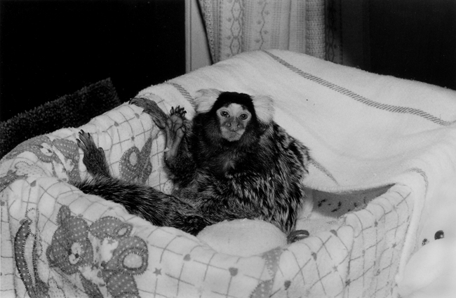 Common Marmoset, male, 2 years old