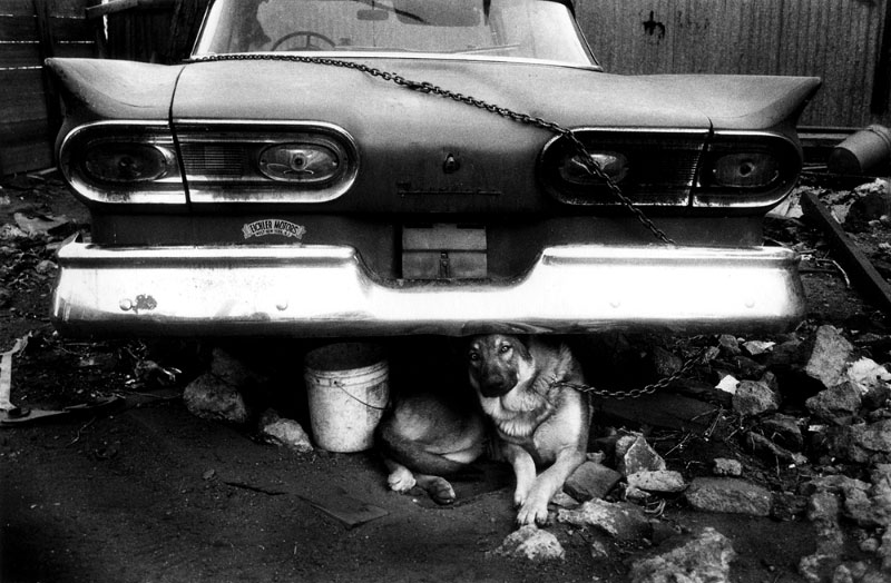 Chained Dog Under Car