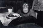 Chimpanzee, female, 5 years old