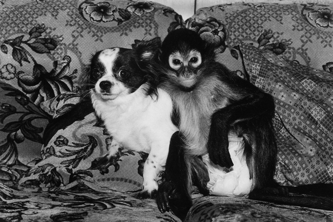Spider Monkey, female, 1 t=year old and Chiuhuahua, male, 3 years old