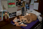 A taxidermy mount of Farah, a much-loved fox, remains in Raines’ office, stuffed to look as though she’s sleeping with her favorite toys. Behind the mount is a wall of cards, drawings, and notes to Save A Fox from supporters.