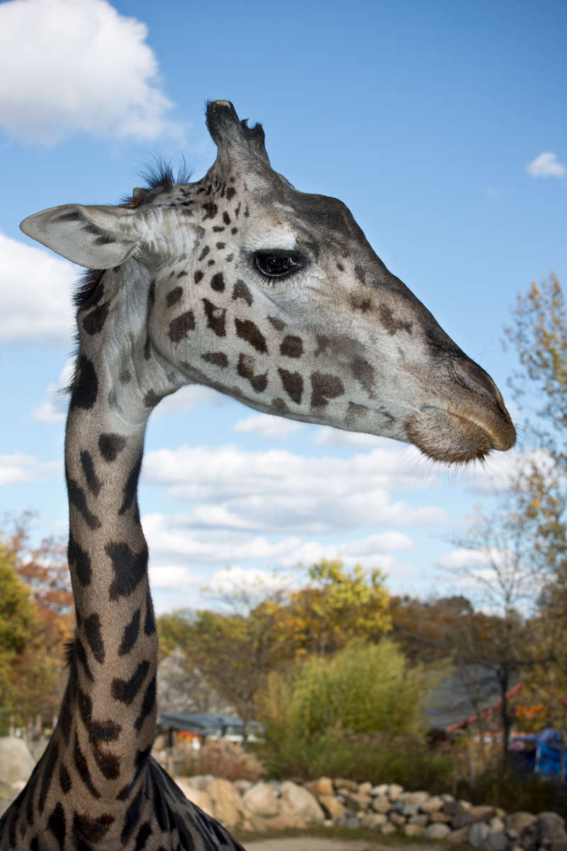 Sukari, Giraffe