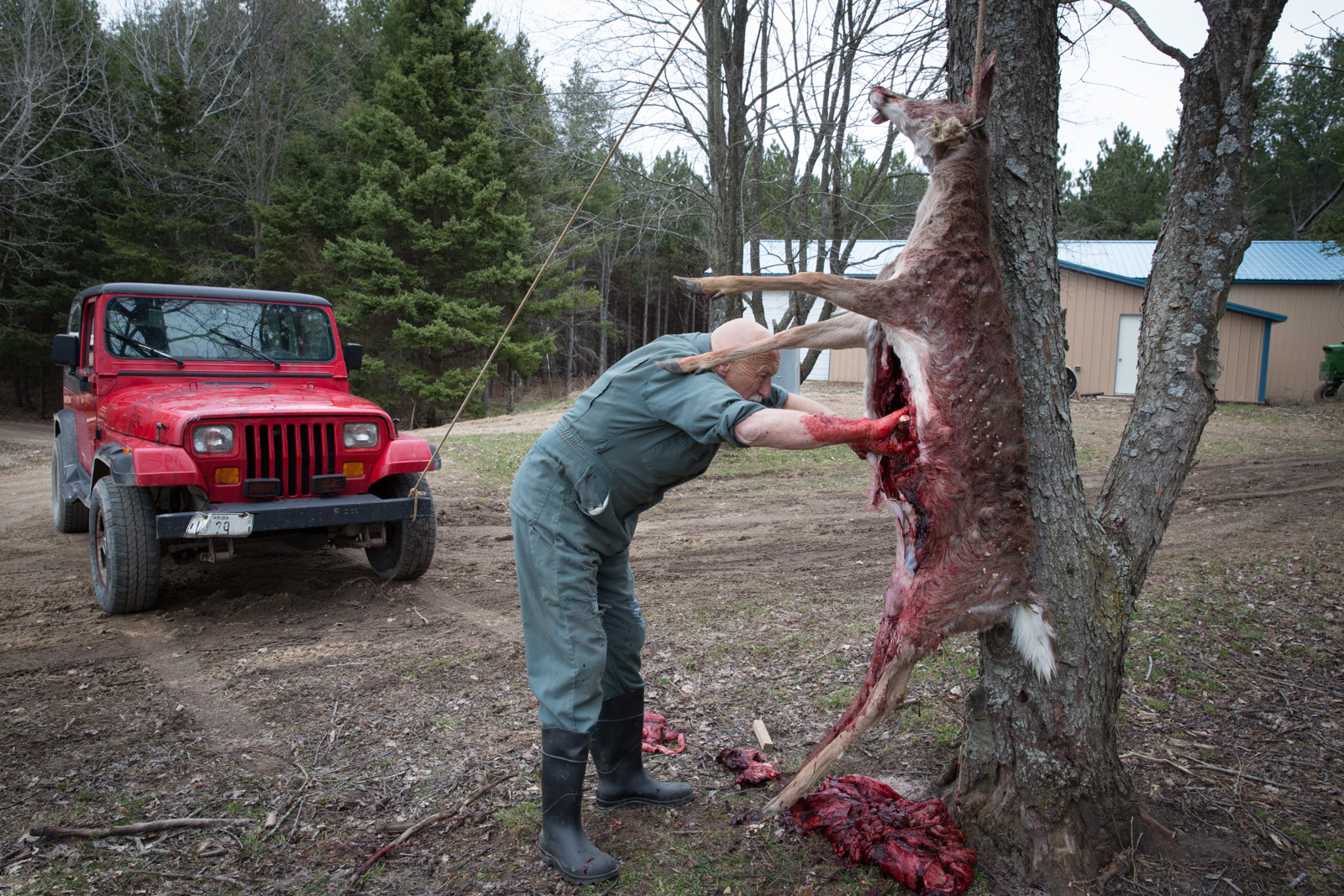 Dr. Pol Gutting Deer - Road Kill