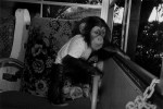 Chimpanzee, male, 1 year old