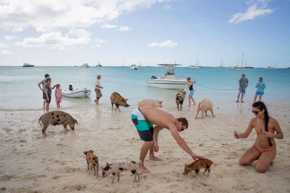 Major Cay Pigs & Tourists