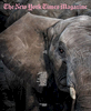  Zoos Called It a ‘Rescue.’ But Are the Elephants Really Better Off? July 14, 2019 New York Times Magazine Feature 