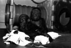 Lowland Gorillas, male, 7 months old and female, 11 months old
