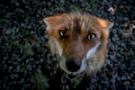 A red fox named Queen Dixie looks up in a bid for treats. The foxes know that the volunteers keep dried chicken jerky on hand, and the animals sometimes beg for them.