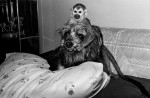 Squirrel Monkey, male, 2 years and Dog, female, 11 years old
