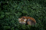 Many of the foxes, including Thystle, relax in the heat of the day by curling up in a cool spot in the grass.