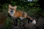 “I think she wanted to play with my flash diffuser, which looked like a white rubber ball,” says photographer Robin Schwartz of Thystle the fox. “I was following Thystle around, so she woke to accommodate my curiosity about her.”