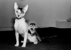 Squirrel Monkey, male, 3-1/2 years old and Cornish Rex Cat, male, 7 months old