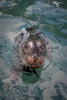 Action, Harbor Seal
