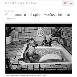   PDN Photo of the Day Chimpanzees and Spiders Monkeys Relax at Home 