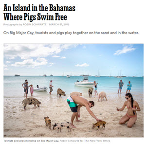   NEW YORK TIMES MAGAZINE Voyages Assignment, An Island in the Bahamas Where Pigs Swim Free  